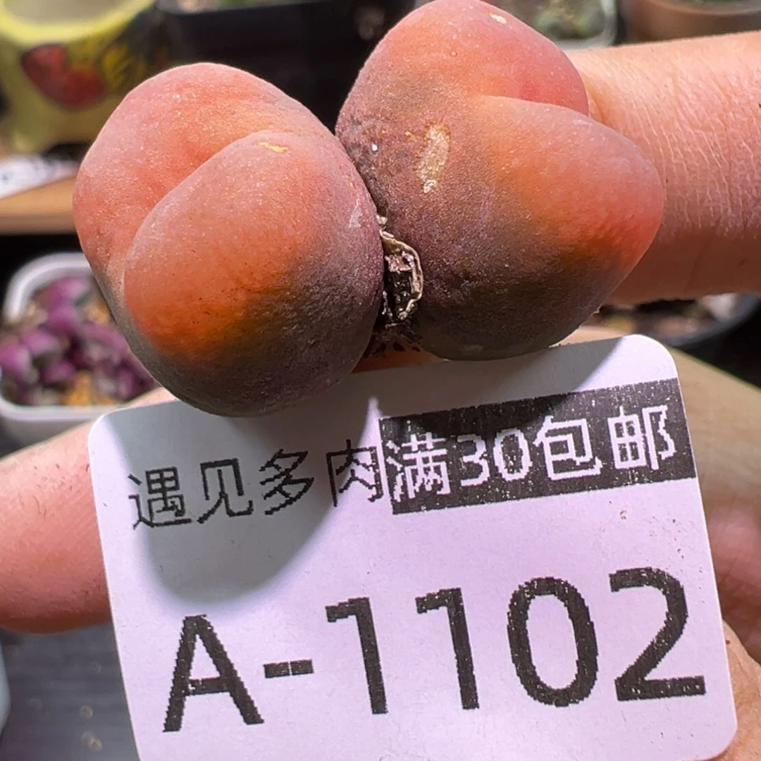 多肉植物111111111111