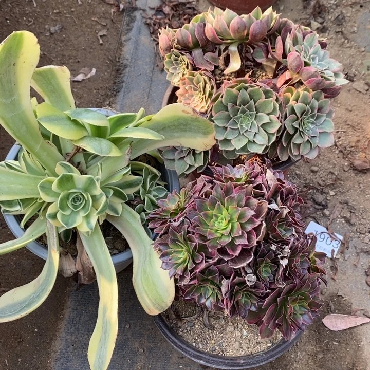 3盆多肉断头不包1712