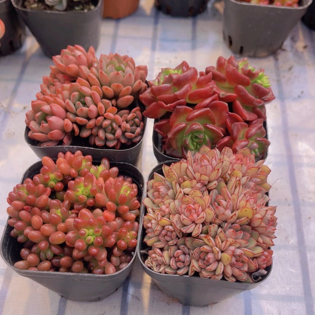 小红套餐带盆土多肉植物