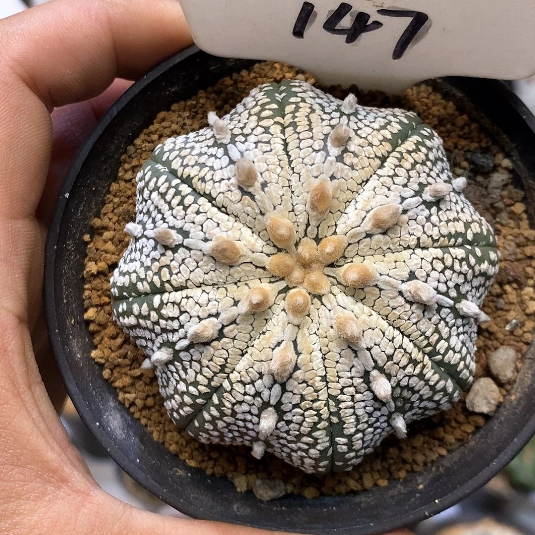 147奇迹福利特价来了我