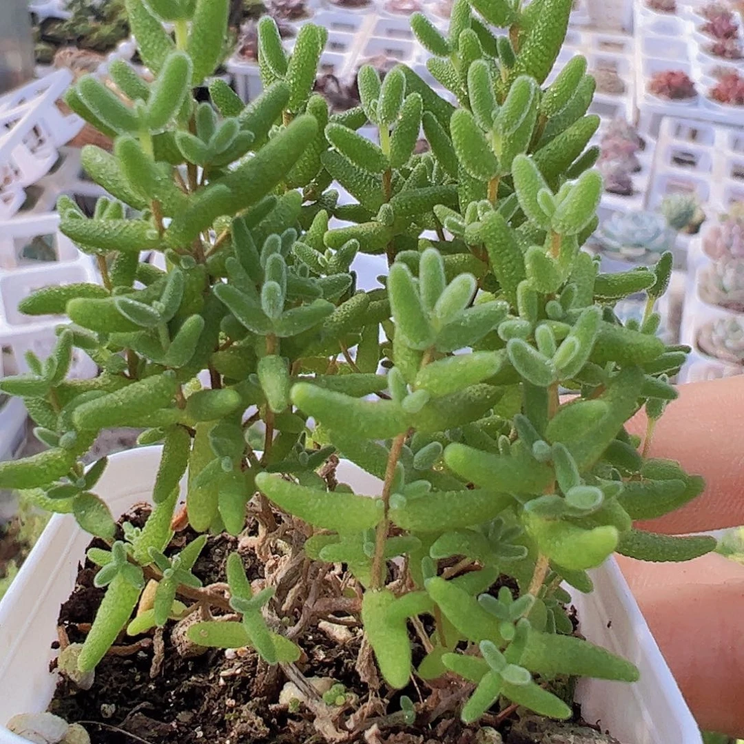 蜜桔枝干19包邮多肉