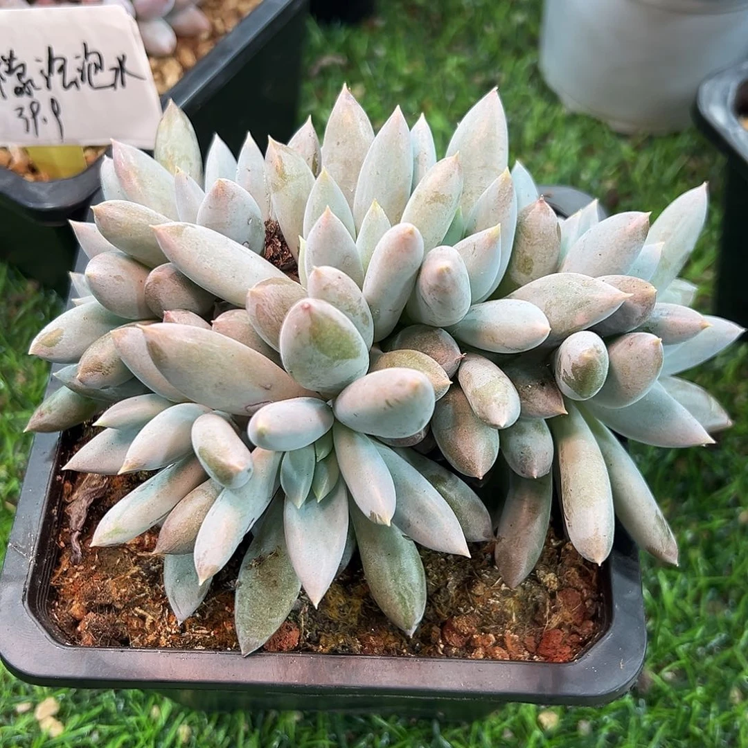 1103123 焦糖体哥特萝莉多头