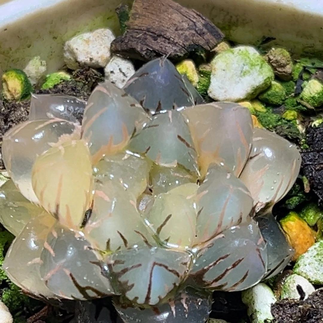 恭喜发财大吉大利891