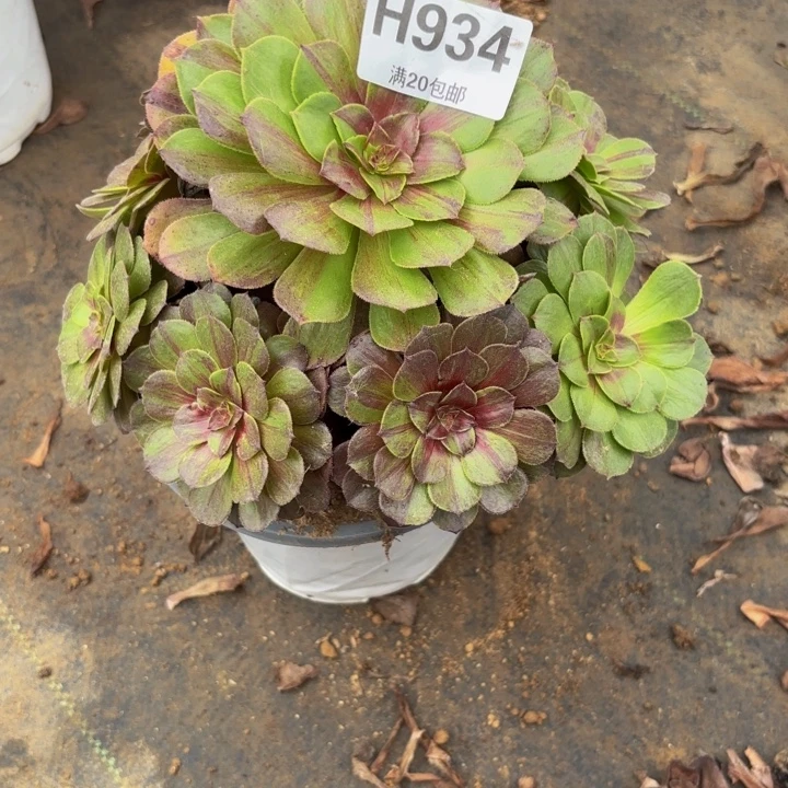 瑞妈多肉园艺934花月夜