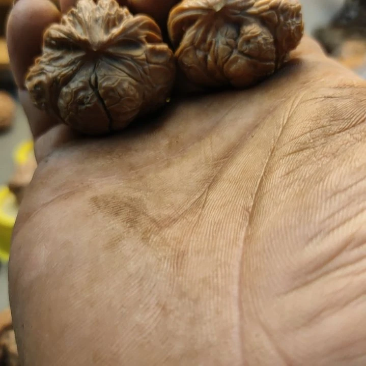 木质类玉龙蛇头异性核桃