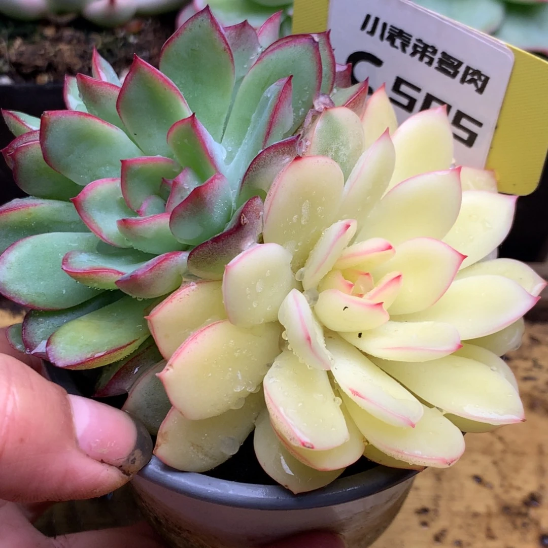 505福利哈哈哈哈哈哈哈哈哈锦