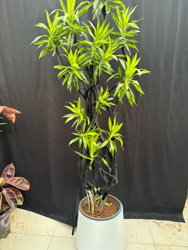 （包邮）绿植盆栽百合竹大绿植金心百合竹