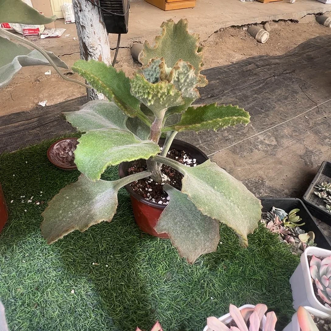 兔***糖多肉植物多肉植物