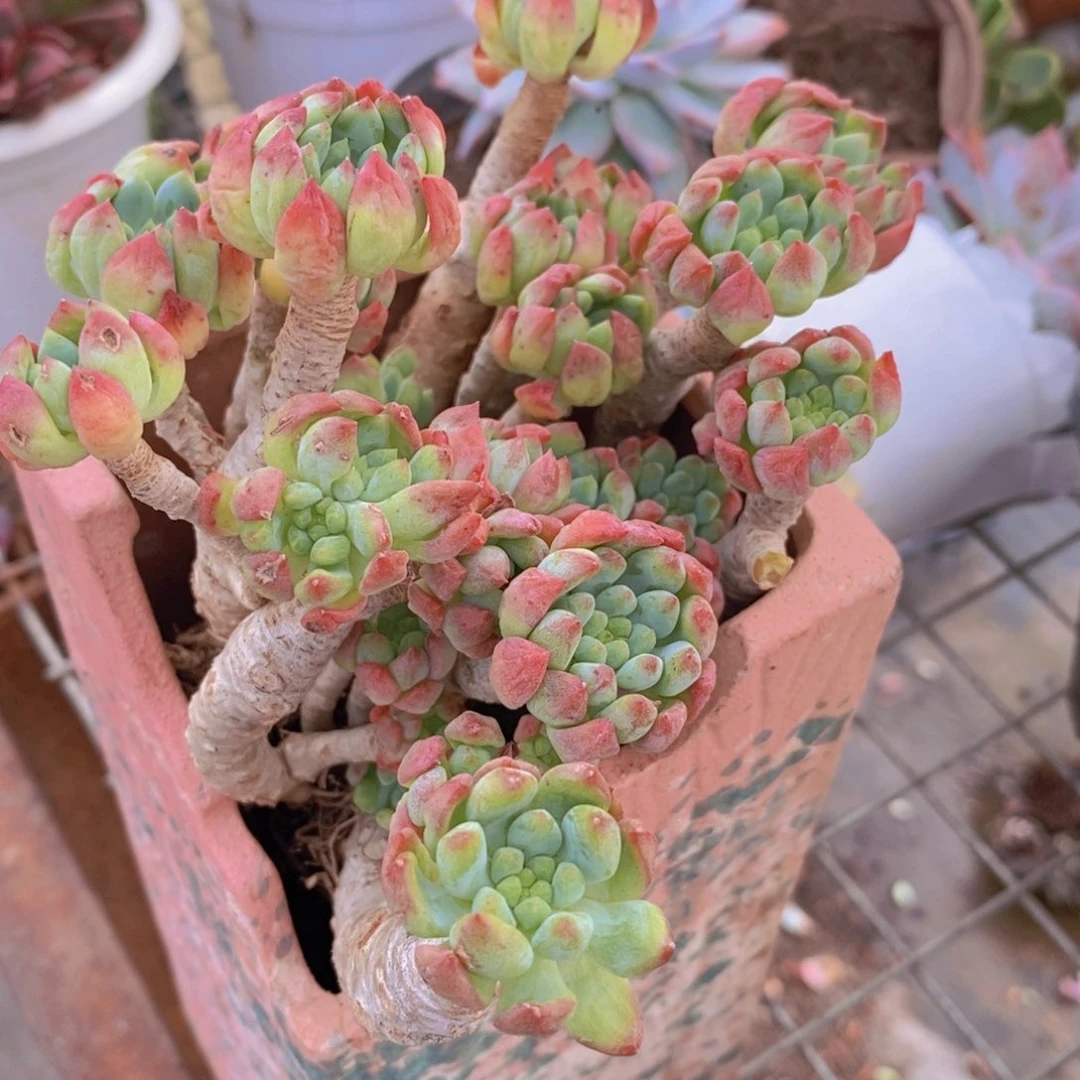 蓝苹果 木质化老桩