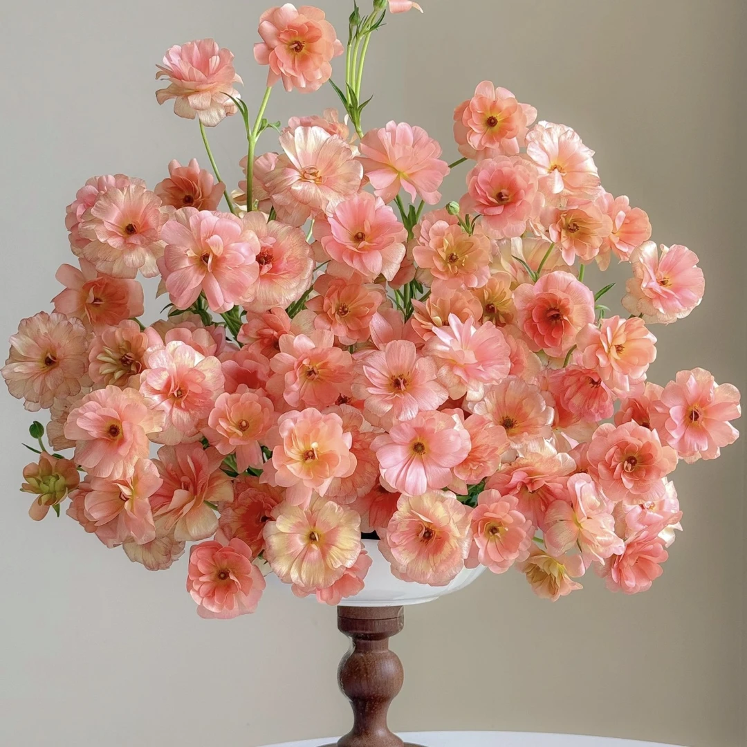 【杨鹏鲜花】鲑鱼粉 蝴蝶洋牡丹 云南鲜花包邮养护找客服生花苞发货