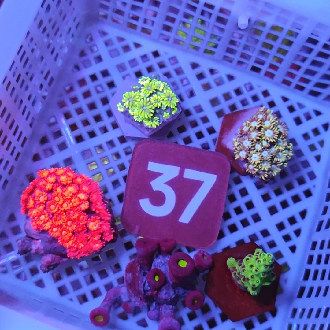 中国大陆37 号框直播间挑选