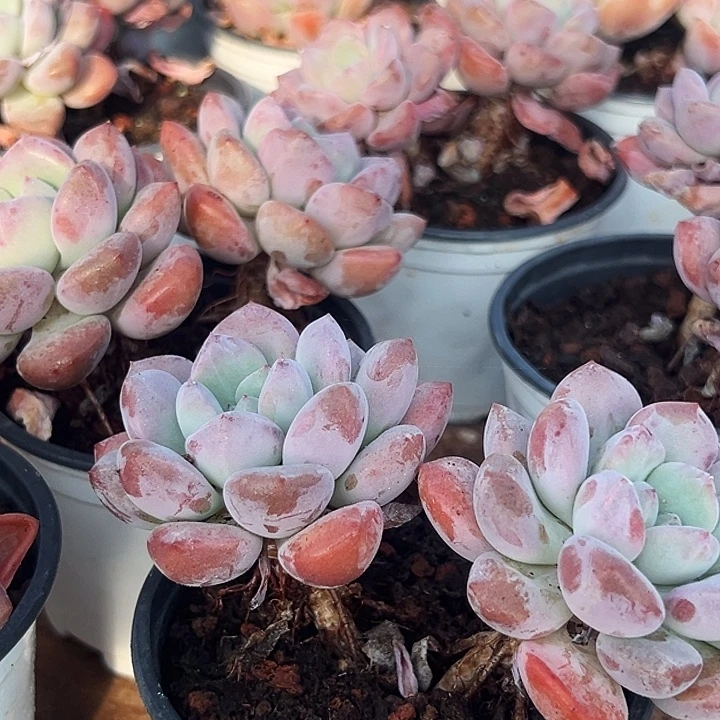 双头      老桩      白露