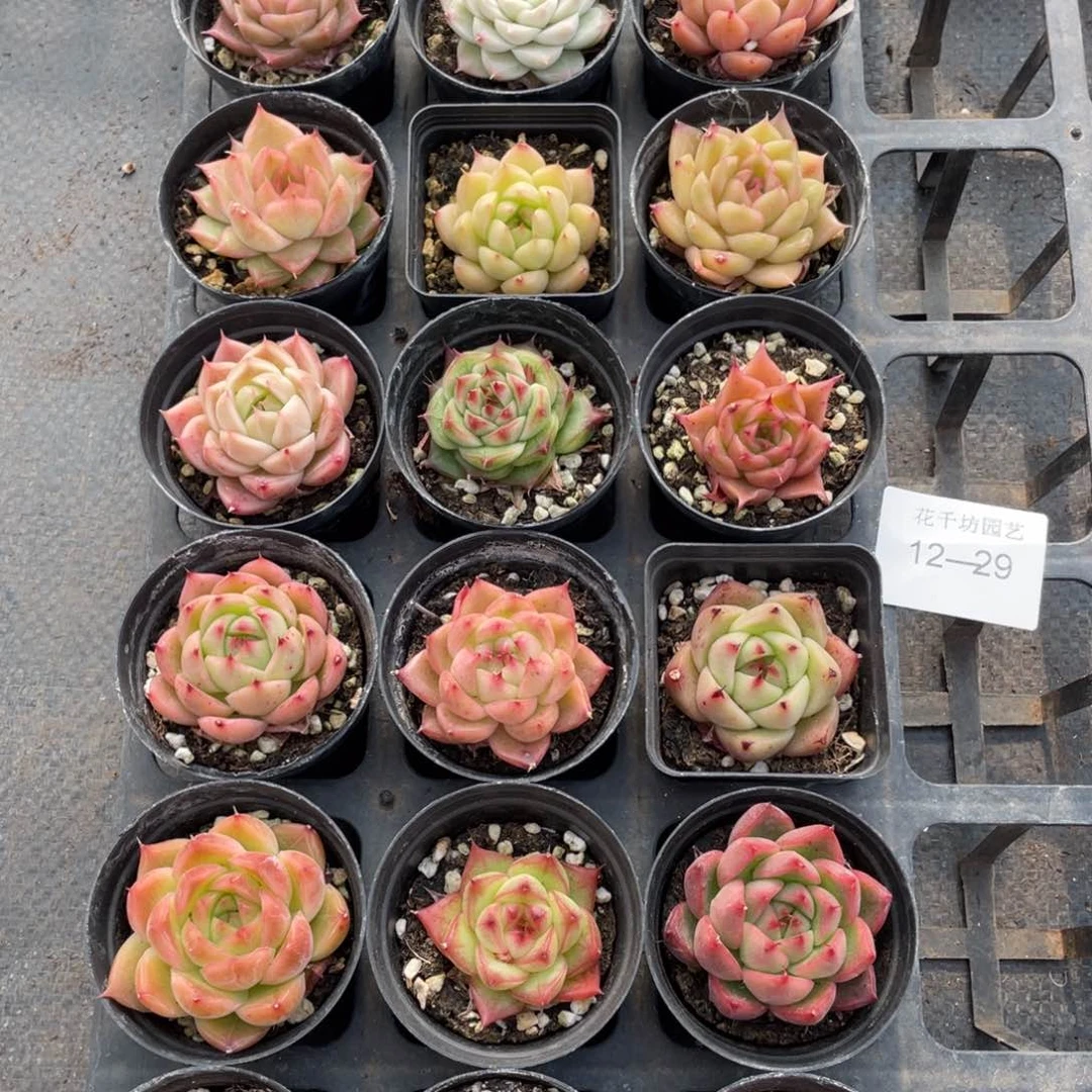 一物一拍18颗12-29