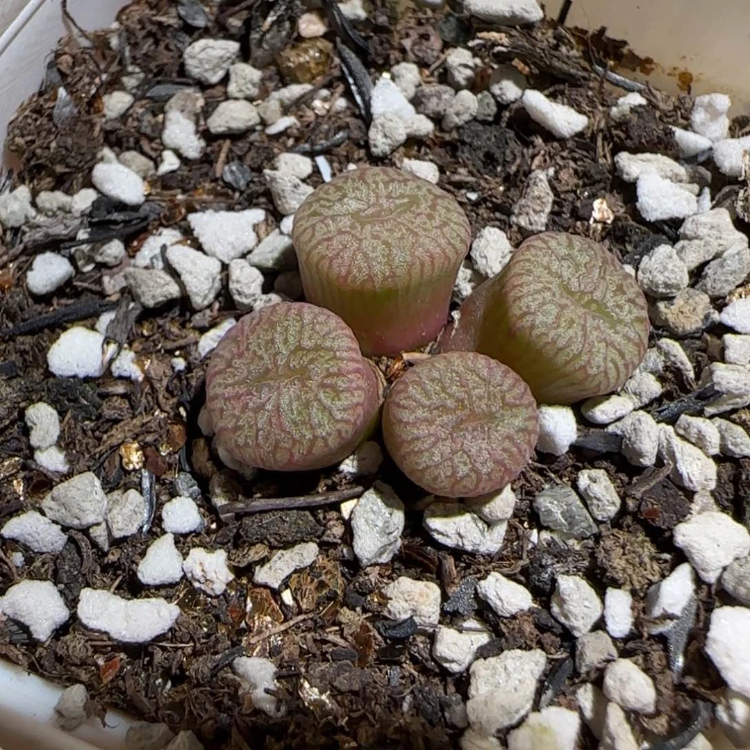 肉锥多肉植物组合-流水铜壶1588
