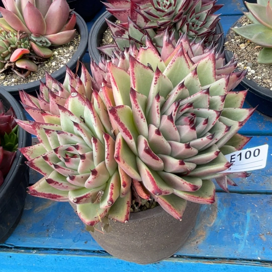 无花朵若如东云单拍E100
