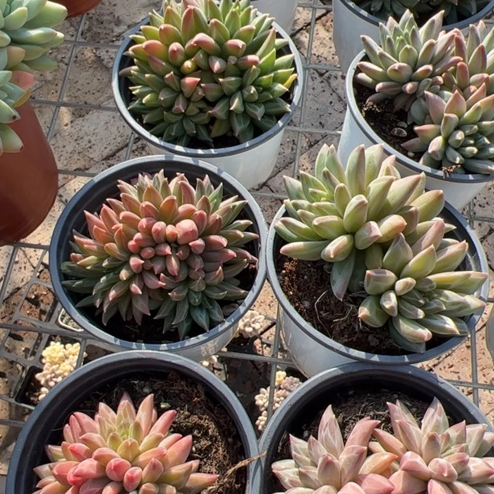 新疆包邮 幻影美人