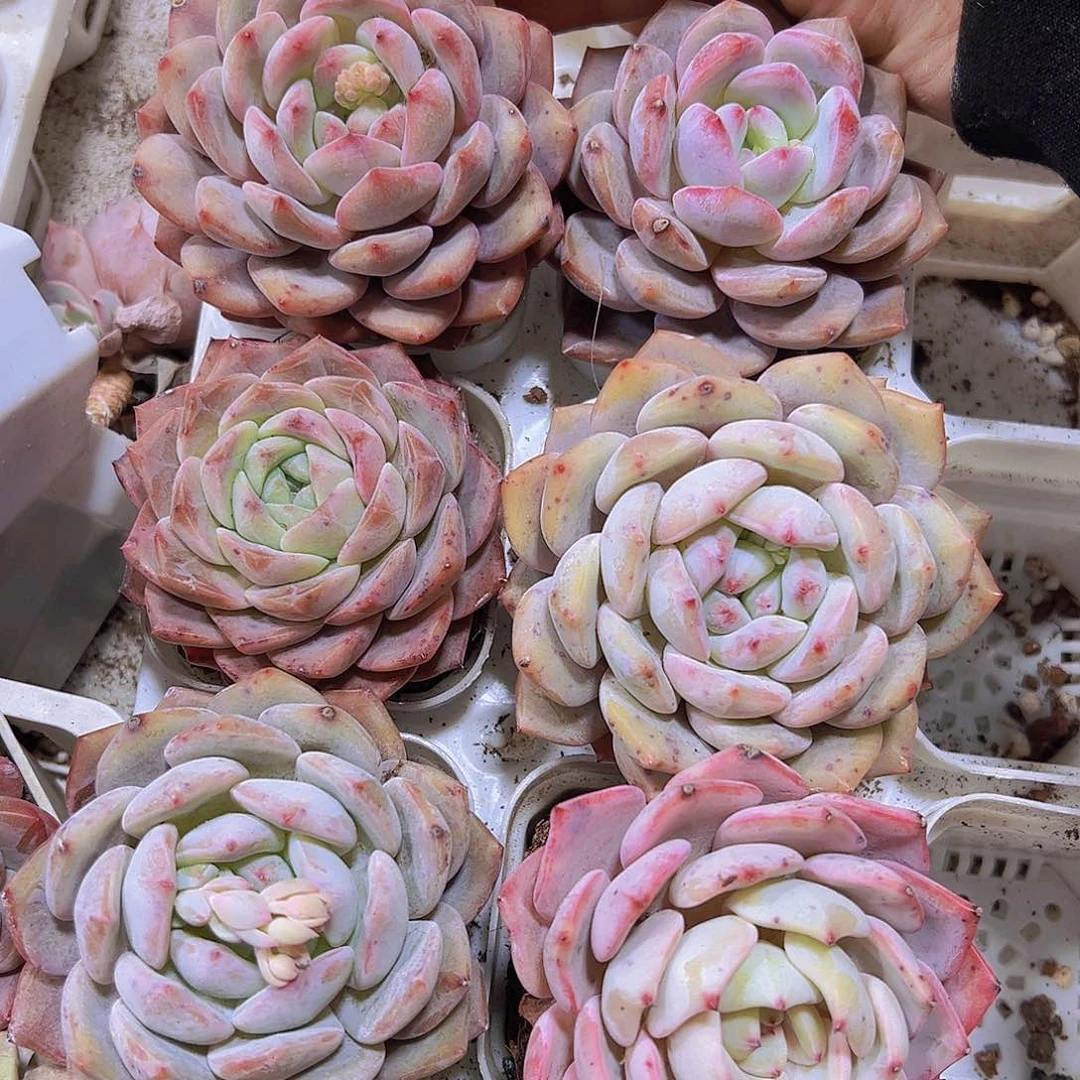 红石大单头19包邮