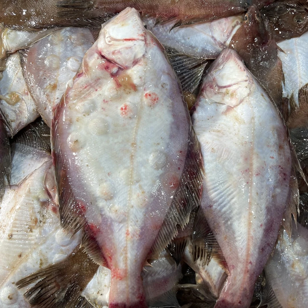 【野生偏口鱼】大连野生偏口鱼 净重4斤 全国顺丰包邮发货