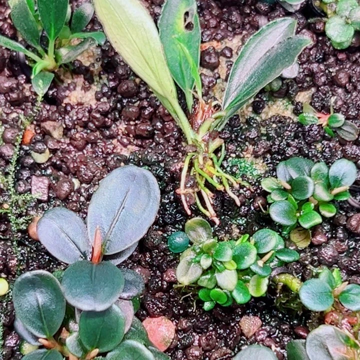 无花朵福利辣椒榕K5