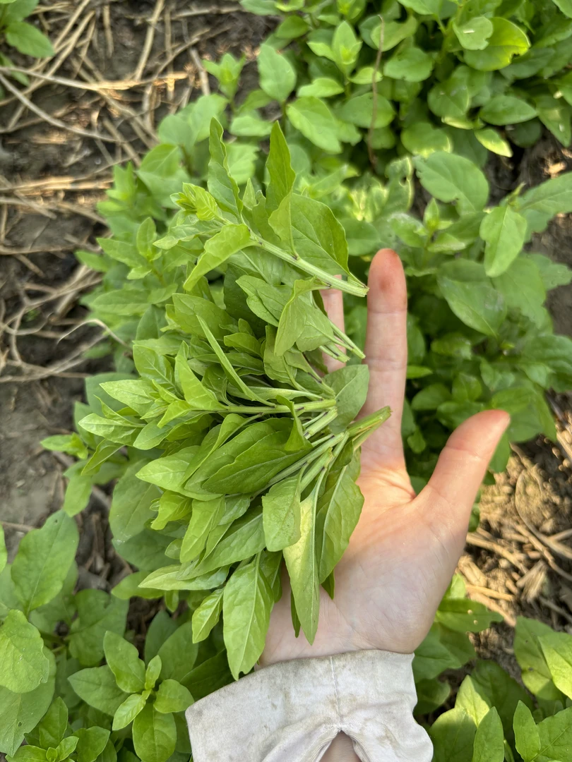 四川新鲜现摘食用枸杞叶枸杞芽菜枸杞尖叶子酒店特色食材