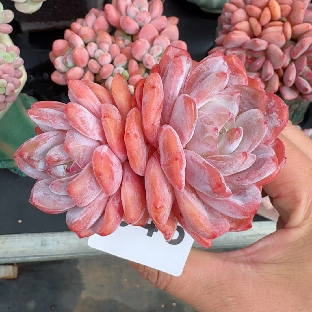 雪天使          摇身一变高富帅，一夜暴富动作快