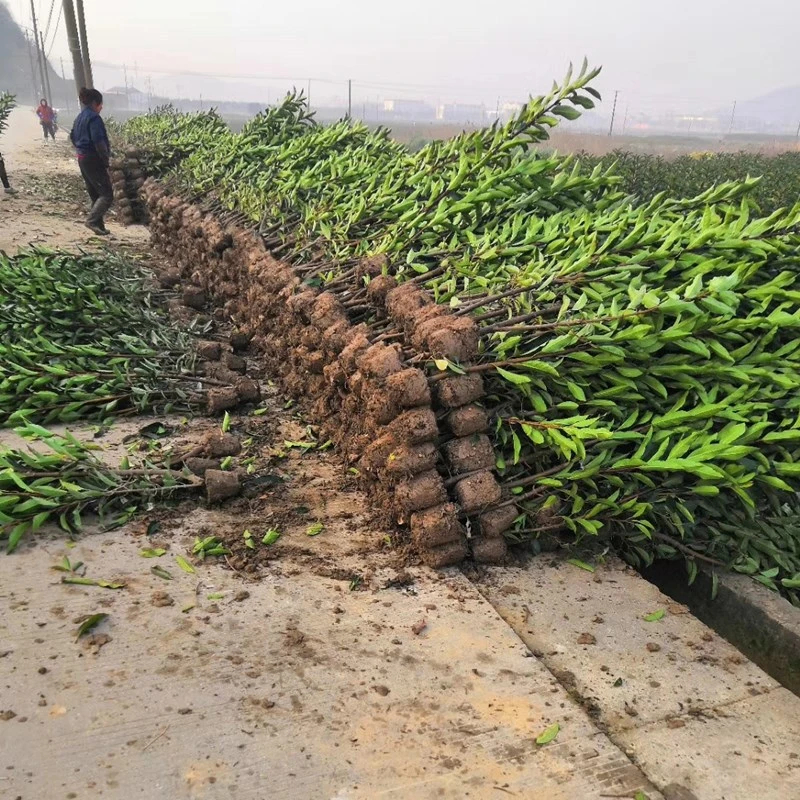 法国冬青绿篱四季常青不落叶南北方均可种植