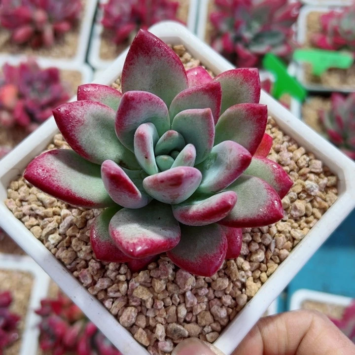 精品多肉植物老桩