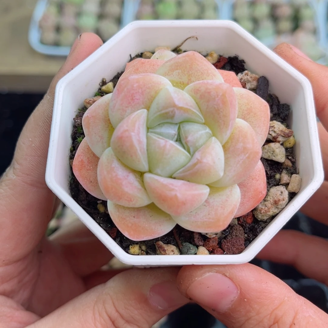 小***麻270 新疆西藏内蒙不发货