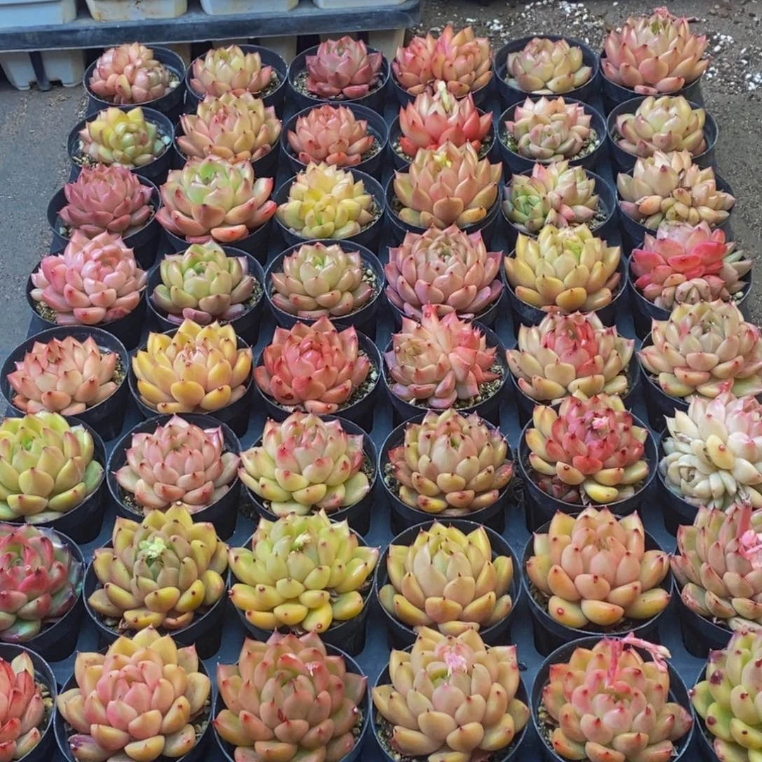 苏**干682多肉植物纤维面膜贴上