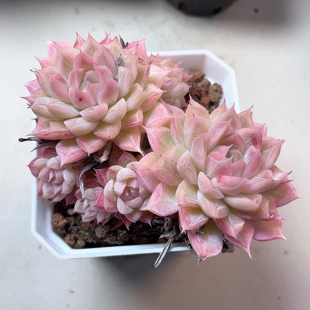 优选女王飘枝593