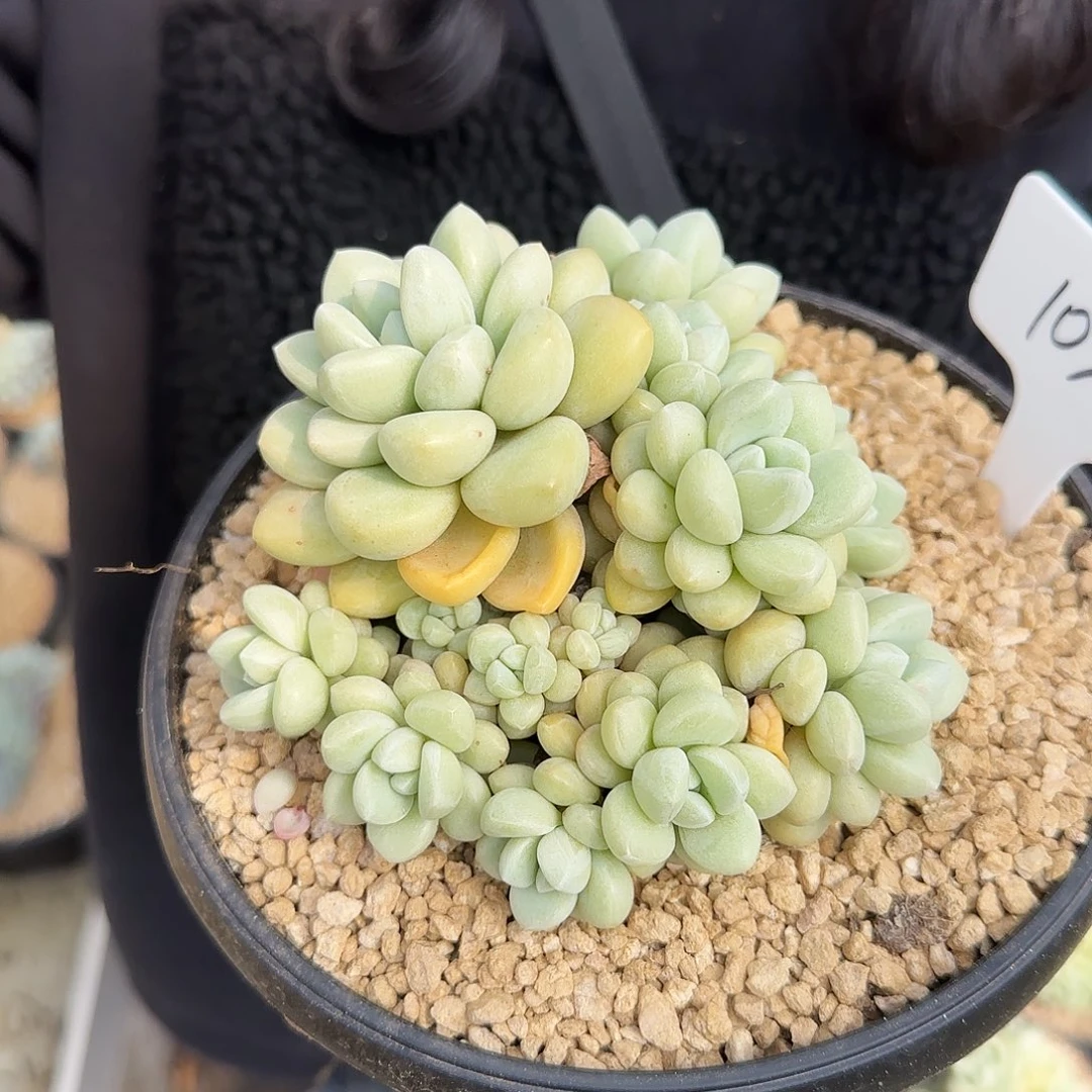 103号泡泡糖群 68      肉