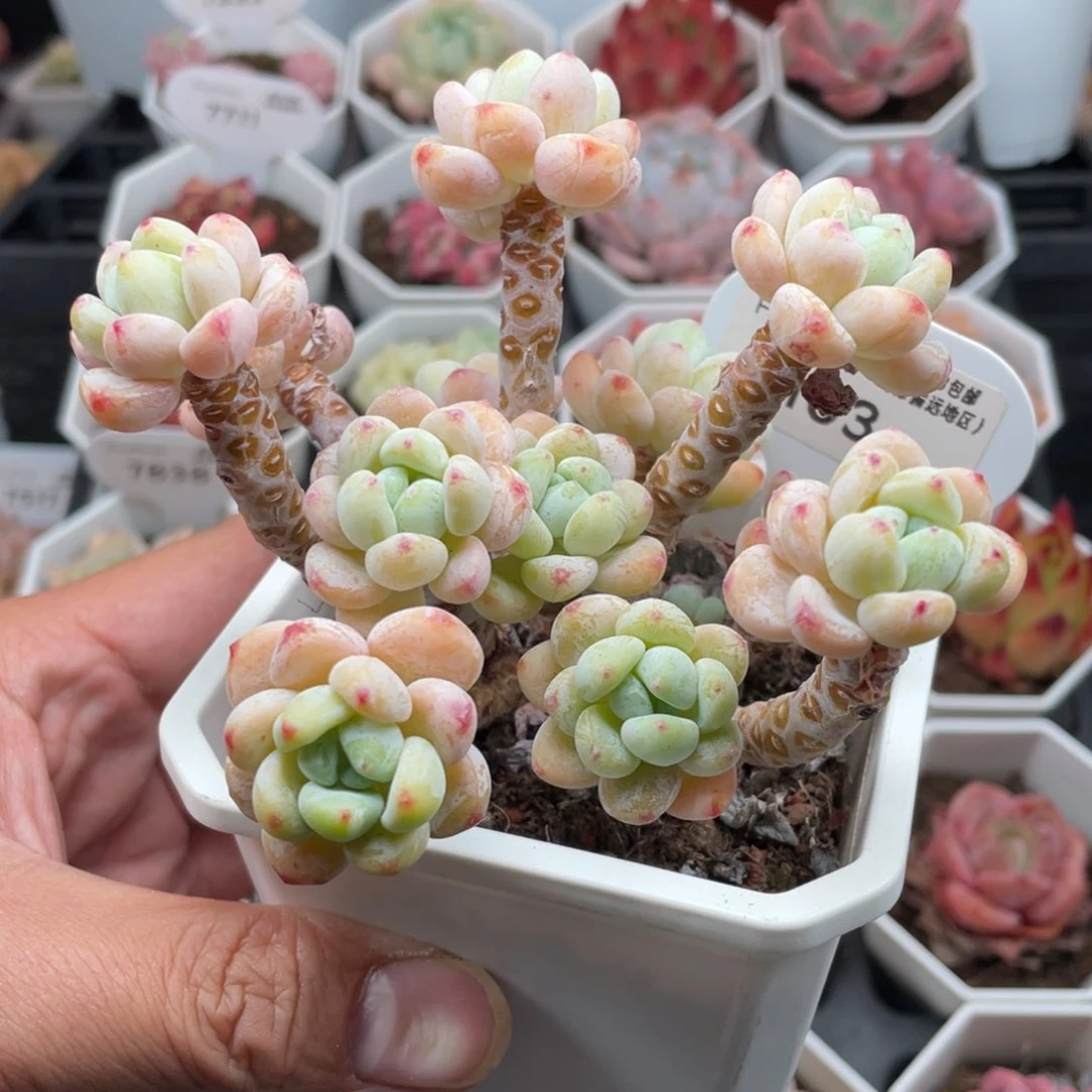 7103劳尔有砍 11厘米