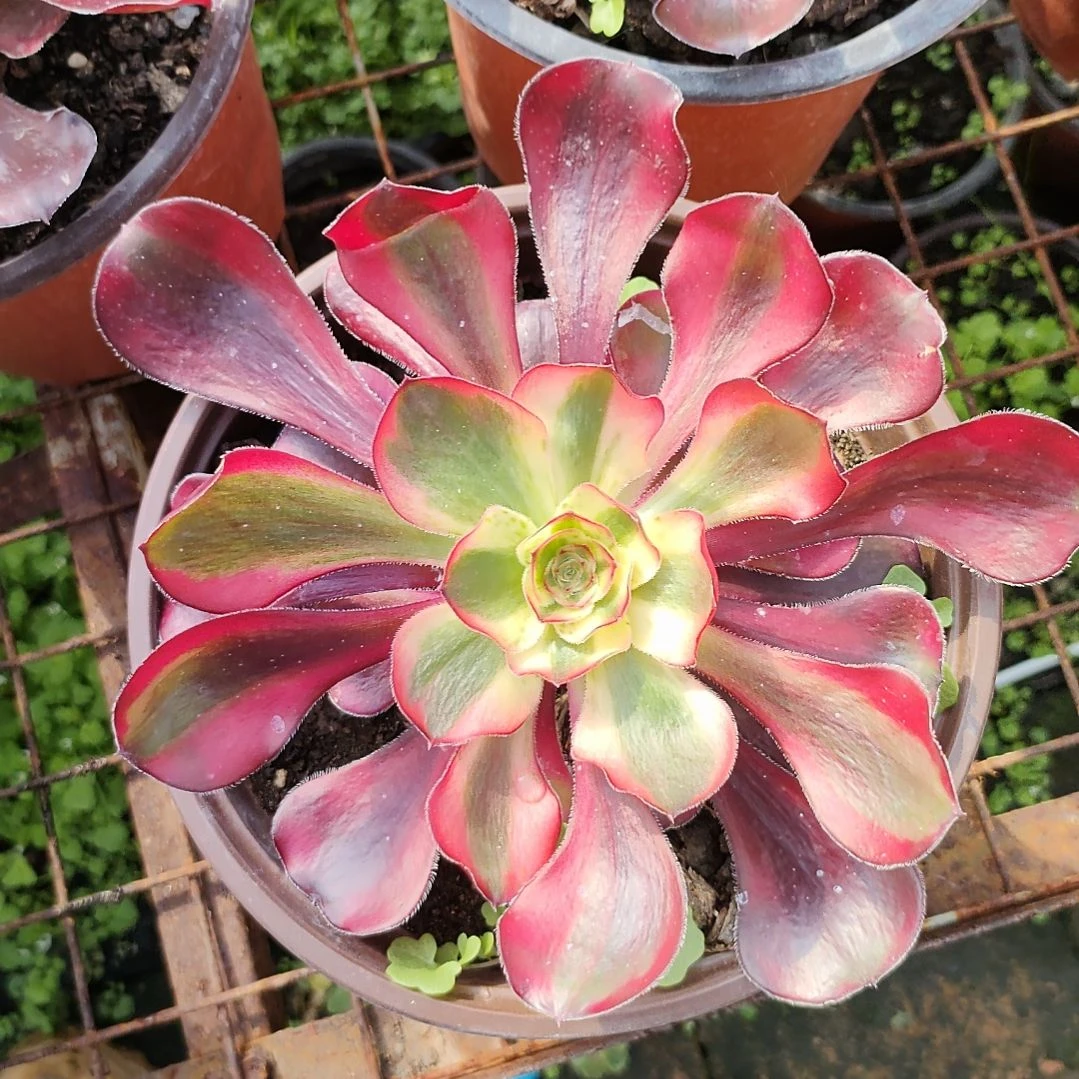 多肉法师锦超白法师锦