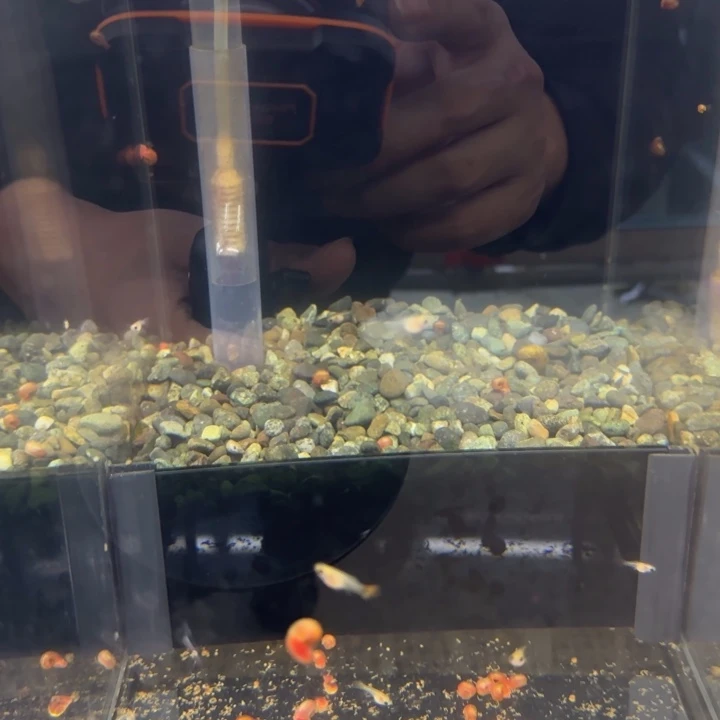 孔雀鱼红头苗十条送两条备损