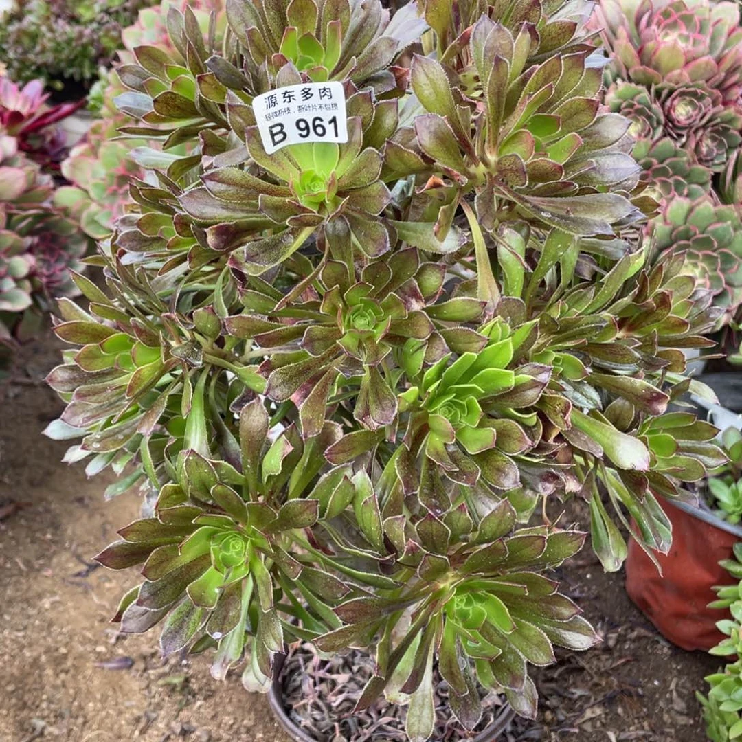 961灰法师多肉法师断枝不包