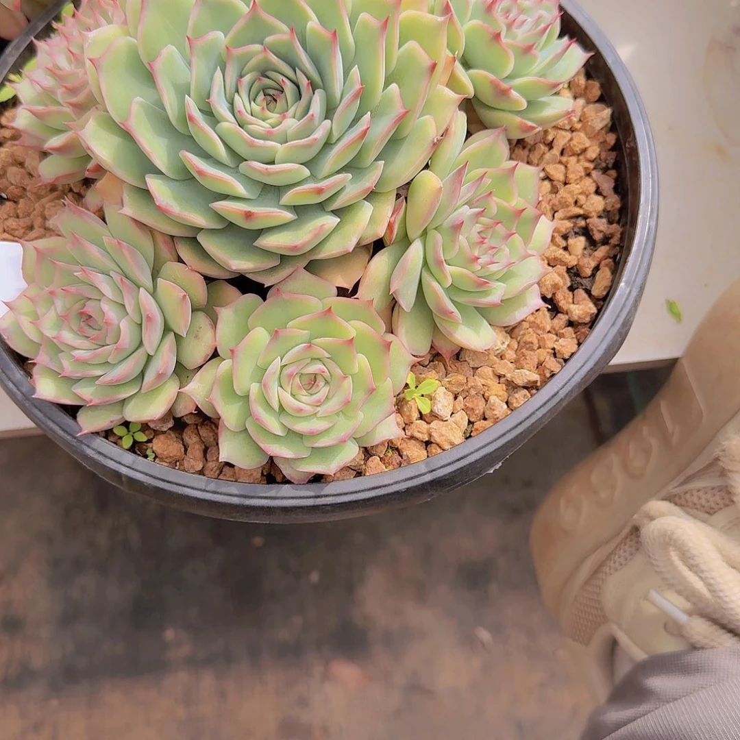 微****3140粉色提示多肉植物