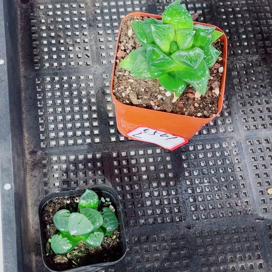 假面舞会水晶葡萄