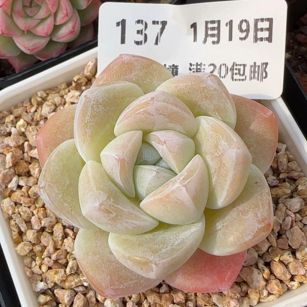 花语逸镜0119-137