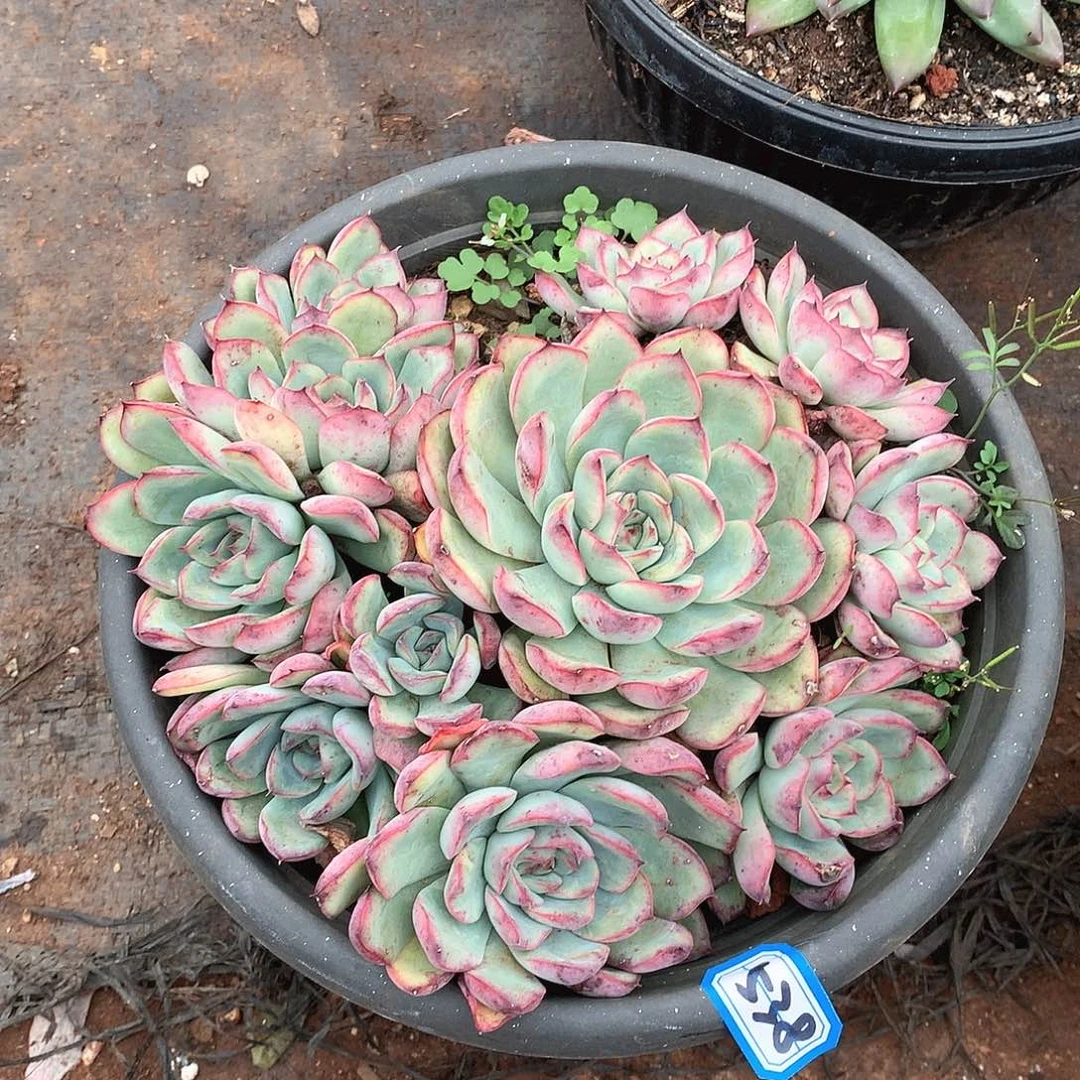 538荷花一物一拍多肉