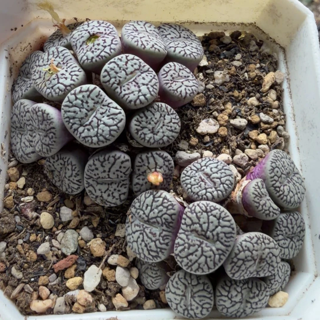 一盒母本墨福利503号