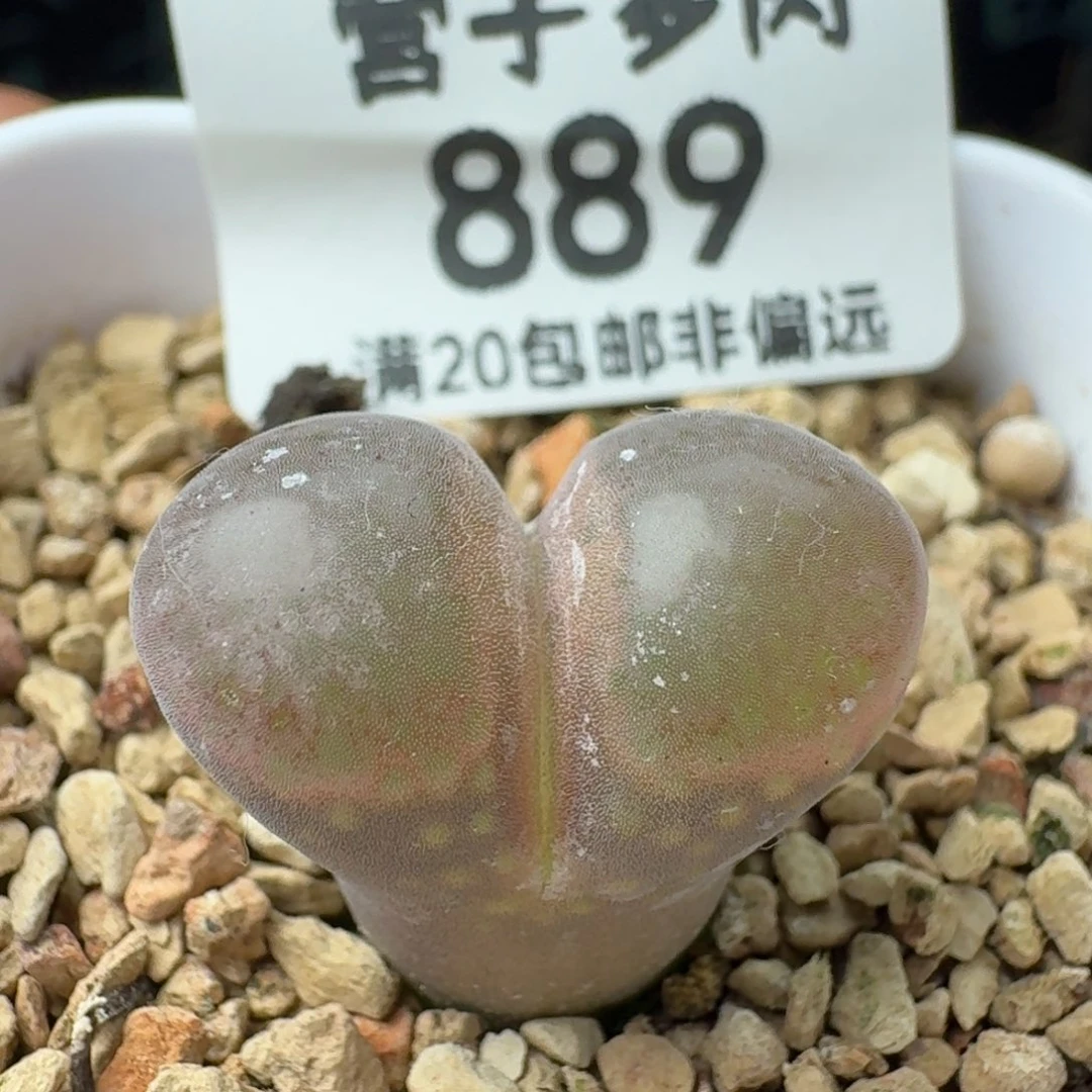 产地C10带盆土