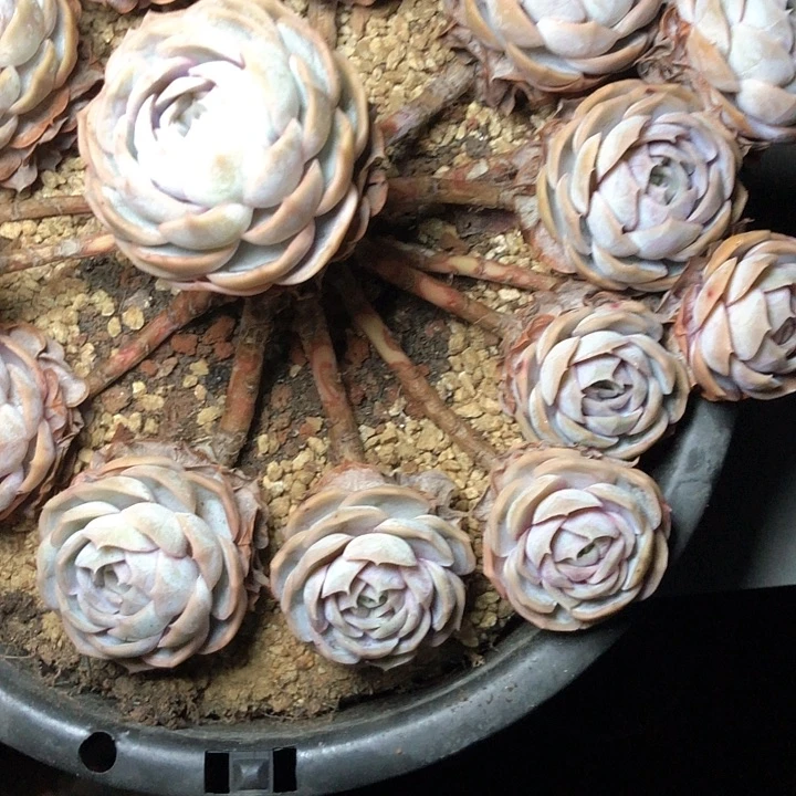 邵****司81//////////////////