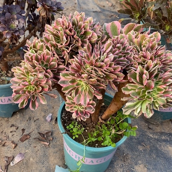 粉女巫缀32多肉植物法师法师