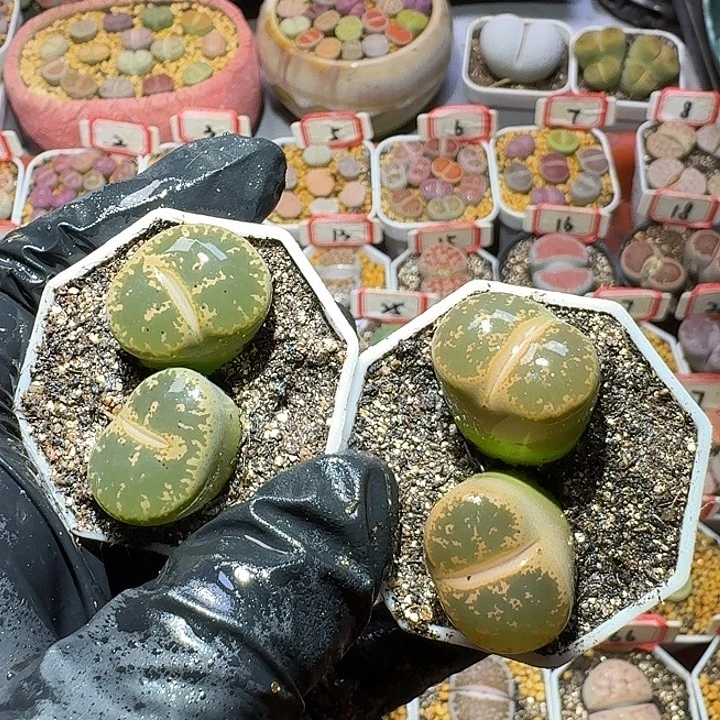 生石花3:：：：。 61号