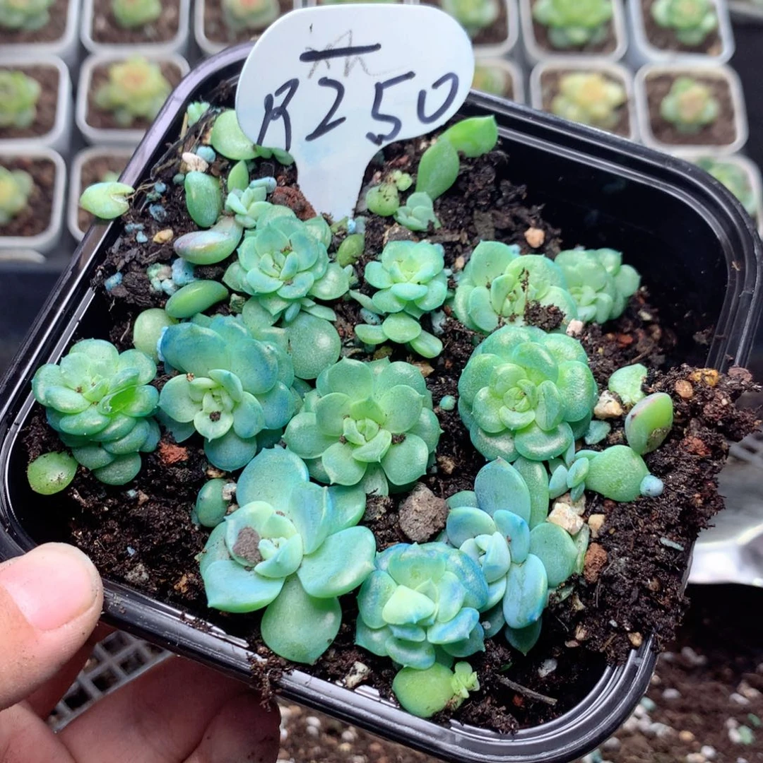 琳***姐无花朵R250英语英语
