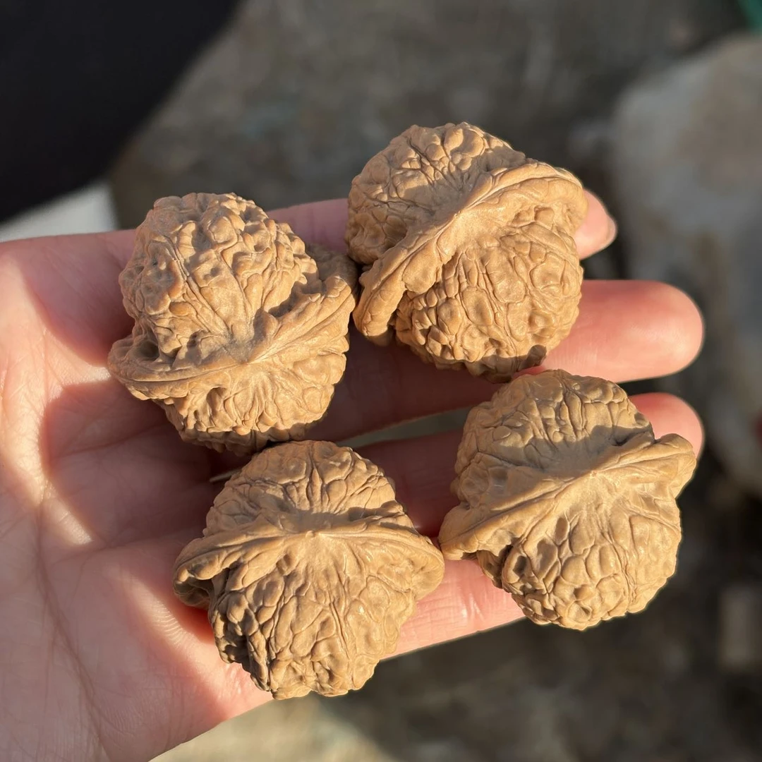【曹掌柜精选】22 G64362-核桃龙珠（全品）-多样性发其一-36mm左右