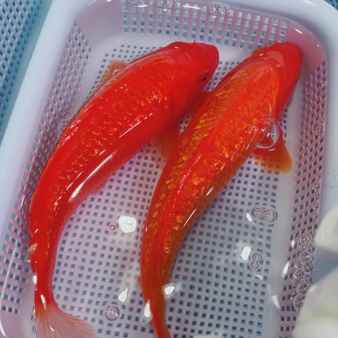 锦鲤锦鲤冷水鱼观赏