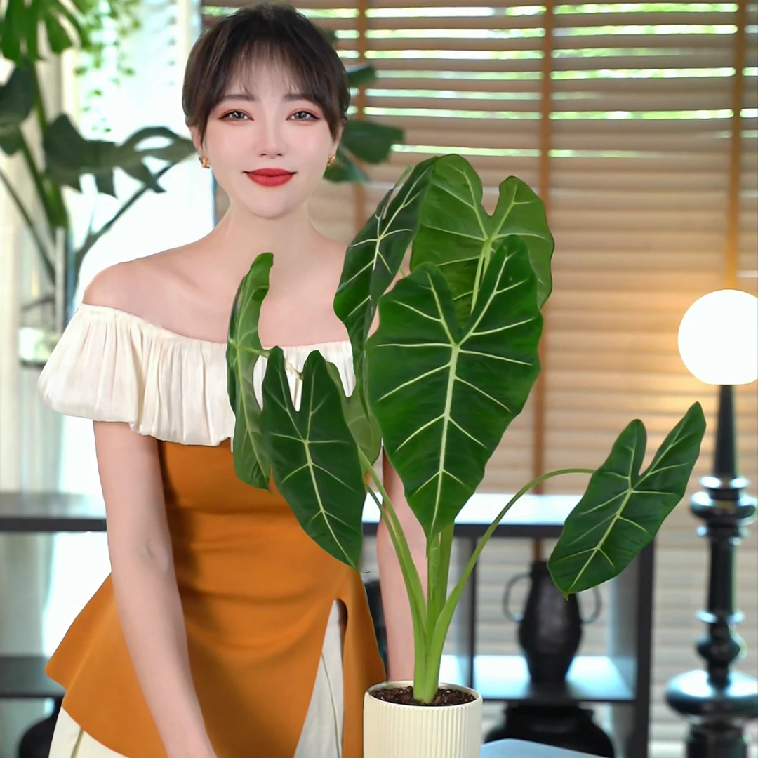 绿天鹅绒海芋绿天鹅易到伏是正常情况收到货后缓苗7天