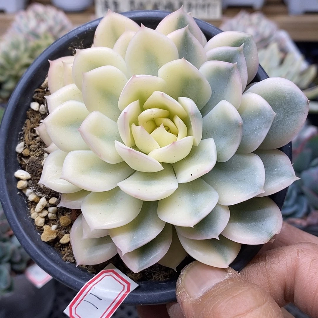 1811 月亮仙子半宽锦 需延时发货