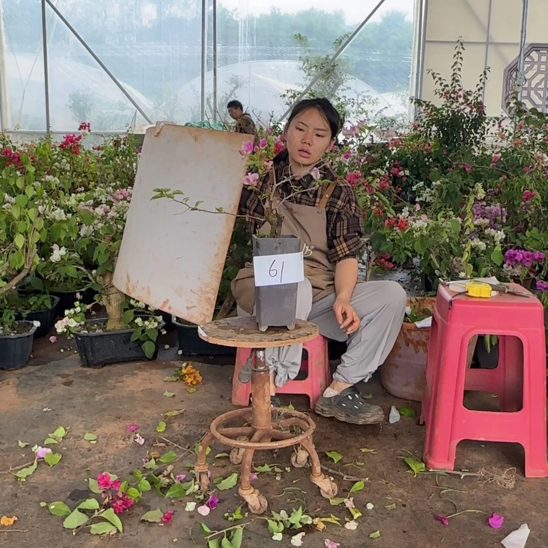 大部分花苞少量开放漳 61